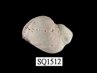 藏品(紫口珊瑚螺)的圖片